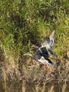 A pair of Mallard Ducks