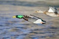 Pair of Mallard Ducks Flying Low Over the River