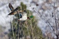 Pair of Mallard Ducks Flying Past the Snow Filled Winter Woods Royalty Free Stock Photo