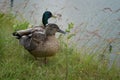 Pair of mallard ducks on the grassy shore. Male and female