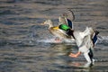 Pair of Mallard Ducks Landing on the Blue Water Royalty Free Stock Photo