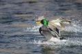 Pair of Mallard Ducks Landing on the Blue Water Royalty Free Stock Photo