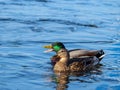 Pair of mallard ducks male and female are swimming together in a river Royalty Free Stock Photo