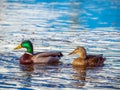 Pair of mallard ducks male and female are swimming together in a river Royalty Free Stock Photo