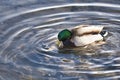 Pair of mallard ducks mating in the lake.  Burnaby Canada Royalty Free Stock Photo