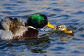 Pair of Mallard Ducks Mating on the Water Royalty Free Stock Photo