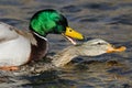 Pair of Mallard Ducks Mating on the Water Royalty Free Stock Photo