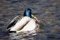 Pair of Mallard Ducks Mating on the Water Royalty Free Stock Photo