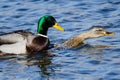 Pair of Mallard Ducks Mating on the Water Royalty Free Stock Photo