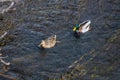 A pair of Mallard ducks resting motionless on a tree trunk. Sitting in the same position. Side view, closeup. Genus species Anas