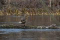 A pair of Mallard ducks resting motionless on a tree trunk. Sitting in the same position. Side view, closeup. Genus species Anas