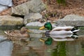 A pair of Mallard ducks resting in my pond Royalty Free Stock Photo