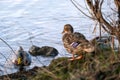 ducks on the river bank, Anatinae Royalty Free Stock Photo