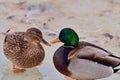 Pair of mallard ducks on a shallow water surface, male with iridescent green head and female with brown plumage. Royalty Free Stock Photo