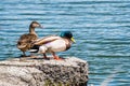 A pair of mallard ducks on the shorelines of San Francisco bay area, California