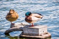 A pair of mallard ducks sleeping on the shorelines of San Francisco bay area, California