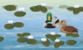 A pair of mallard ducks swim in the river. Drake and duck in the white water lily lake. Wild waterfowl Anas platyrhynchos. Realist Royalty Free Stock Photo