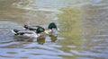 Pair of mallard ducks swimming on lake Royalty Free Stock Photo