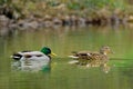 A pair of mallard ducks swimming on lake Royalty Free Stock Photo