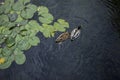 Pair of Mallard ducks swimming in a lake Royalty Free Stock Photo