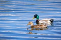 A Pair Of Mallard Ducks Swimming In A Pond In South San Francisco Bay Area, California