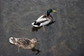 Pair of mallard ducks swimming in the river Royalty Free Stock Photo