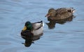 A Pair of Mallard Ducks Swimming Together Royalty Free Stock Photo