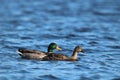A Pair Of Mallard Ducks Swimming Together On A Blue Lake