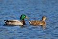A Pair of Mallard Ducks Swimming Together in Winter