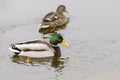 Pair of Mallard ducks swims in river Neris at winter. Royalty Free Stock Photo