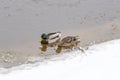 Pair of Mallard ducks swims in river Neris at winter. Royalty Free Stock Photo