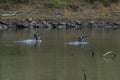 Two Mallard Ducks landing on a lake Royalty Free Stock Photo