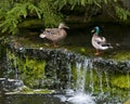 Pair of Mallard ducks on a waterfall Royalty Free Stock Photo