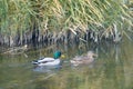 A pair of mallard Royalty Free Stock Photo