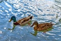 Pair of Mallard ducks Anas platyrhynchos Royalty Free Stock Photo