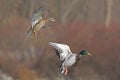 Pair of Mallards, Anas platyrhynchos, in flight Royalty Free Stock Photo