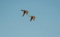 Pair of mallards (Anas platyrhynchos)