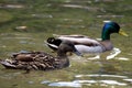 Pair of mallards Anas platyrhynchos swimming Royalty Free Stock Photo