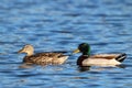 A Pair of Mallards on a Blue Lake Royalty Free Stock Photo