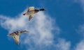 Pair of mallards in flight against a bright blue sky background with broken clouds Royalty Free Stock Photo
