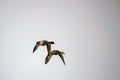 Pair of mallards in flight with a grey sky background Royalty Free Stock Photo