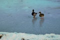 Pair of Mallards on an icy pond Royalty Free Stock Photo