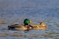 A Pair of Mallards out for a Swim Royalty Free Stock Photo