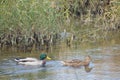 A pair of mallards Royalty Free Stock Photo