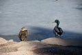 A pair of Mallards sitting on the rocks above their frozen pond