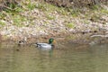 A pair of Mallards swimming in the canal.Chesapeake and Ohio Canal National Historical Park.Maryland.USA Royalty Free Stock Photo
