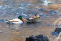 pair of mallards on the water - a male and female ducks Royalty Free Stock Photo