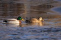 pair of mallards on the water - a male and female ducks Royalty Free Stock Photo