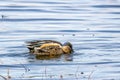 A pair of mallards on the water - a male and female wild ducks in Barr Lake State Park Royalty Free Stock Photo