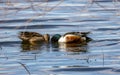 A pair of mallards on the water - a male and female wild ducks in Barr Lake State Park Royalty Free Stock Photo